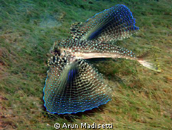 Flying Gurnard flying by Arun Madisetti 